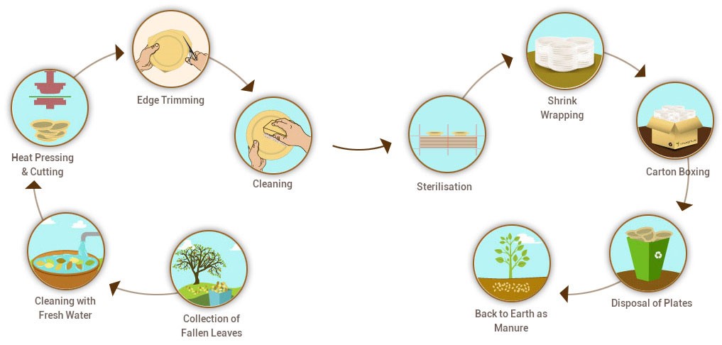 Manufacturing Process of Areca Palm Plates